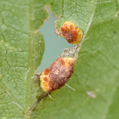 Puccinia modiolae