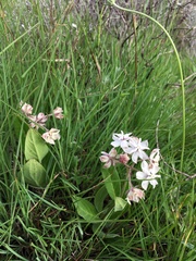 Asclepias humilis