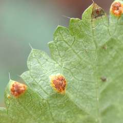 Puccinia modiolae