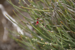 Indigofera gifbergensis