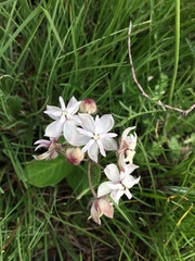 Asclepias humilis