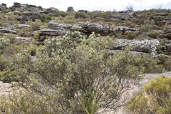 Phylica oleifolia