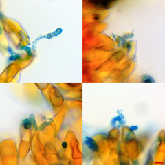 Puccinia modiolae