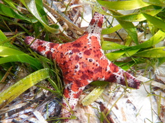 Anthaster valvulatus