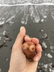 Halocynthia aurantium