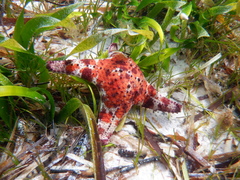 Anthaster valvulatus