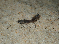 Anabarhynchus maritimus