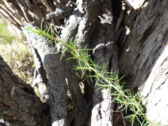 Pultenaea acerosa