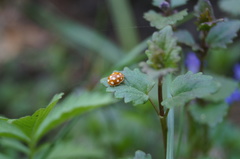 Calvia quindecimguttata