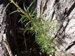 Pultenaea acerosa