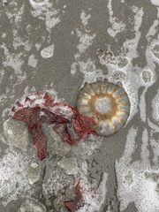 Chrysaora melanaster