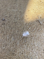 Eolophus roseicapilla
