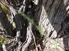 Pultenaea acerosa