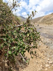 Cotoneaster ovatus