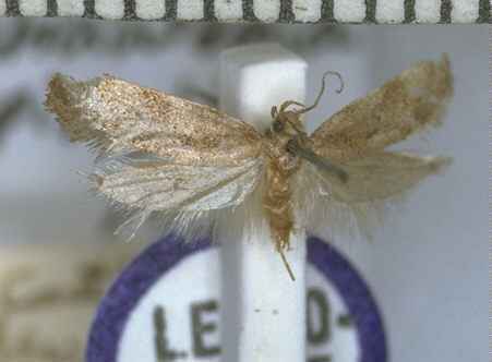 Tingena epimylia