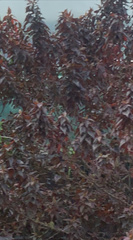 Euphorbia cotinifolia