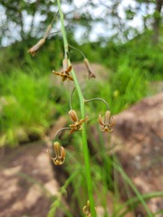 Dipcadi marlothii
