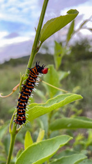 Lophonotidia nocturna