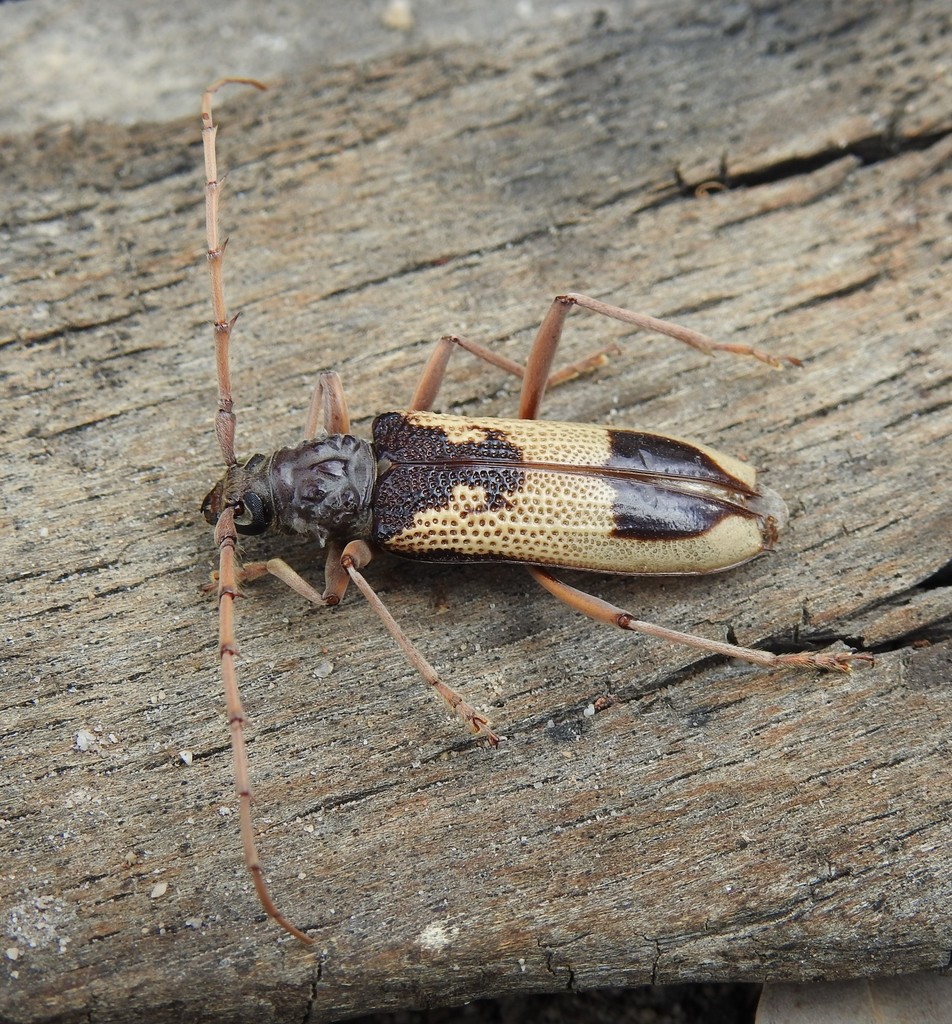 Phoracantha ancoralis