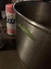 Tropidomantis kawaharai