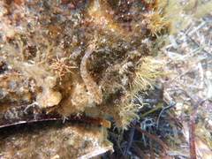 Helcogramma decurrens