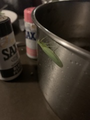 Tropidomantis kawaharai