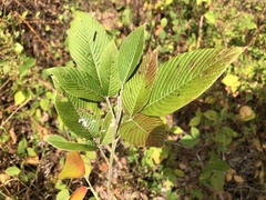 Fagaceae