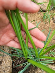 Dipcadi marlothii