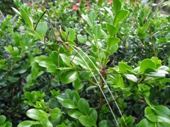 Anthophiloptera dryas