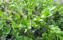 Anthophiloptera dryas