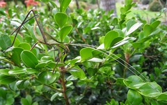 Anthophiloptera dryas