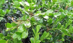 Anthophiloptera dryas