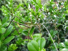 Anthophiloptera dryas