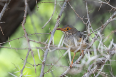 Turdus tephronotus