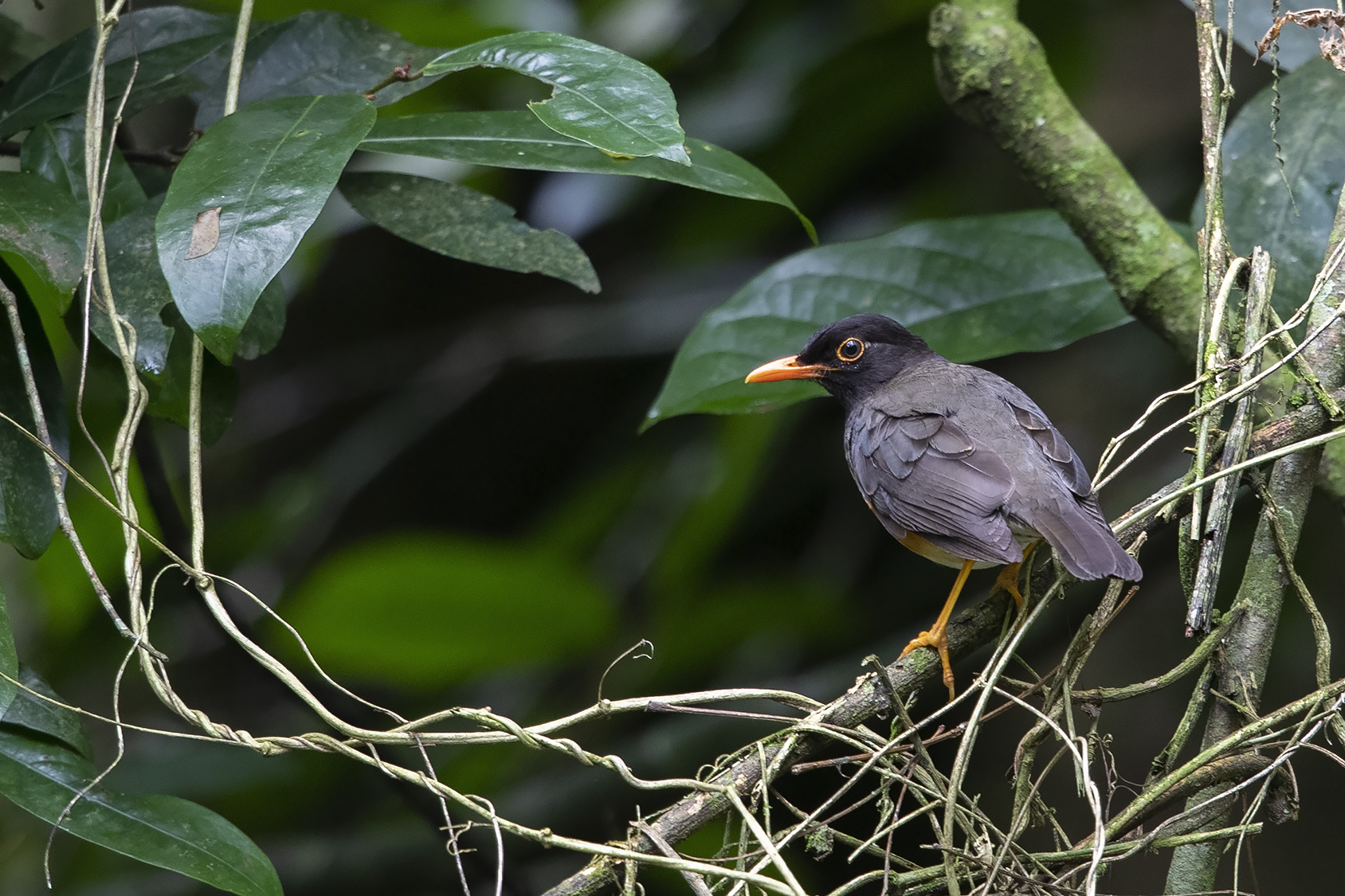 Taita Thrush illustration
