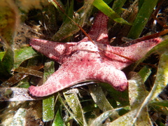 Anthaster valvulatus
