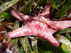 Anthaster valvulatus