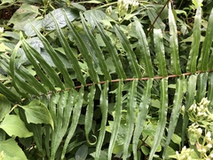 Blechnum capense