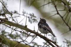 Melaniparus albiventris