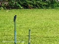 Hirundo tahitica