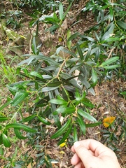 Podocarpus elatus
