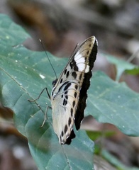 Euphaedra phaethusa phaethusa
