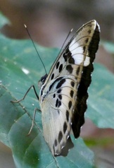 Euphaedra phaethusa phaethusa