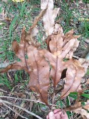 Stenocarpus sinuatus