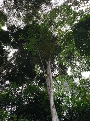 Stenocarpus sinuatus