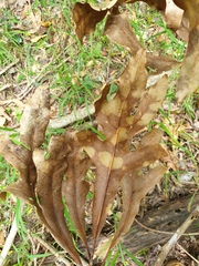 Stenocarpus sinuatus