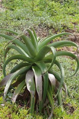 Aloe thraskii