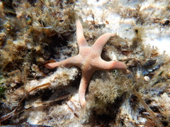 Pseudonepanthia troughtoni