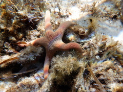 Pseudonepanthia troughtoni