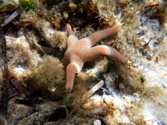 Pseudonepanthia troughtoni